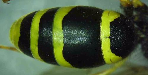 Réf. 333 322 : Odynerus consobrinus consobrinus