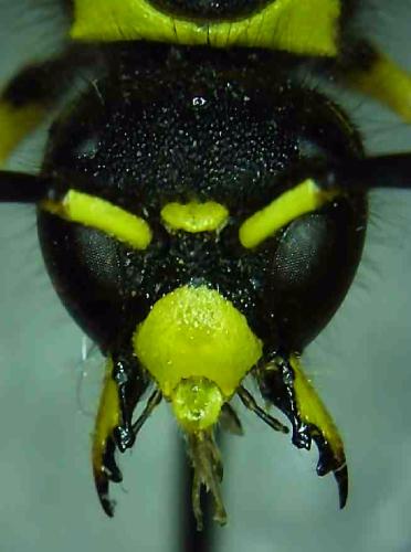 Réf. 333 324 : Odynerus consobrinus consobrinus