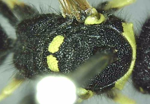 Odynerus consobrinus consobrinus