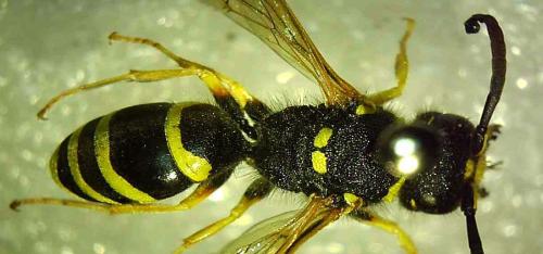 Réf. 333 321 : Odynerus consobrinus consobrinus