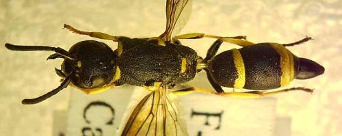 Réf. 333 365 : Allodynerus rossii