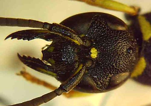 Allodynerus rossii