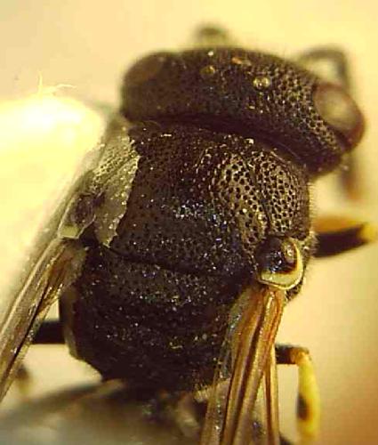 Réf. 333 648 : Leptochilus tarsatus