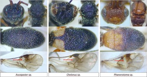 Cheloninae divers