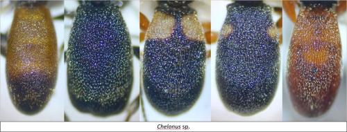 Chelonus divers