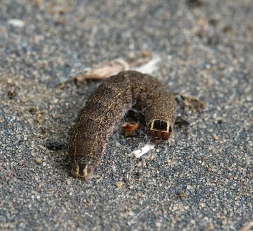 Réf. 333 001 : Conistra rubiginosa