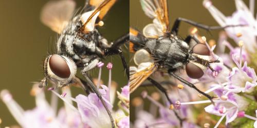 Réf. 333 649 : Cylindromyia sp.
