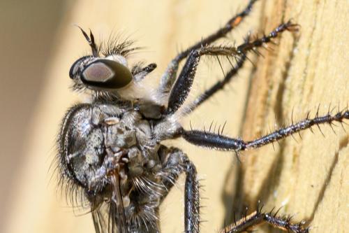 Machimus caliginosus
