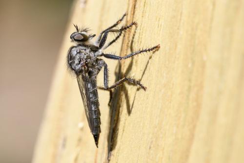 Machimus caliginosus