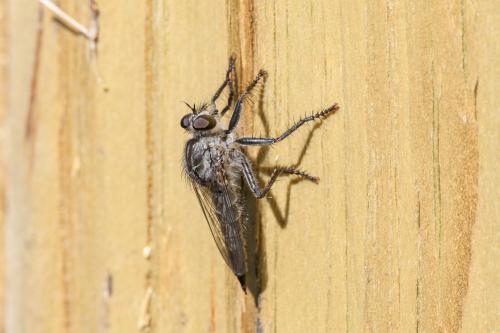 Machimus caliginosus