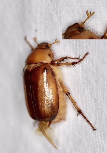 Réf. 333 957 : Rhizotrogus aestivus