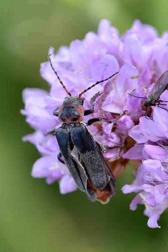 Cantharis fusca