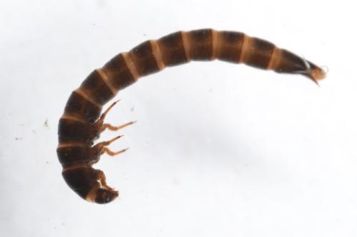 Limnius sp.