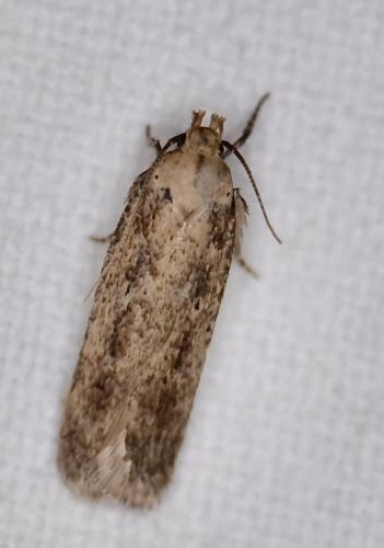 Réf. 333 351 : Platyedra subcinerea