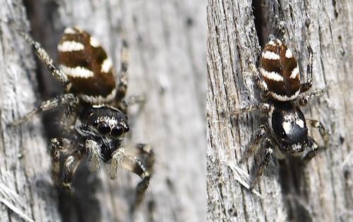 Salticus scenicus