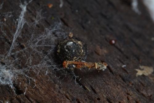 Phronia sp.