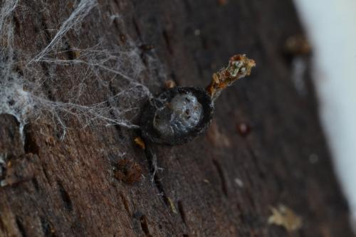 Réf. 333 274 : Phronia sp.
