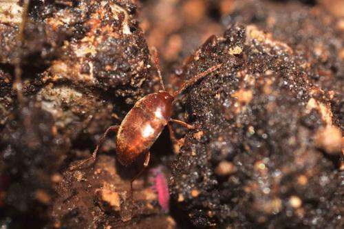 Réf. 333 073 : Speonomus curvipes