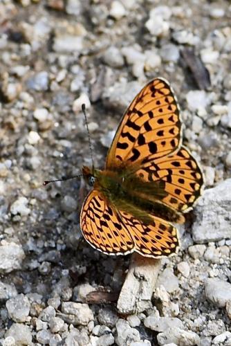 Réf. 333 450 : Boloria euphrosyne