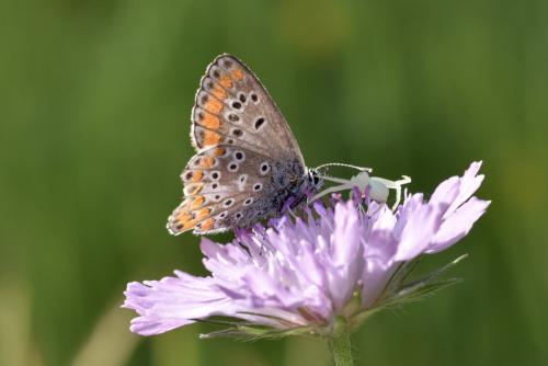 Réf. 333 113 : Aricia agestis