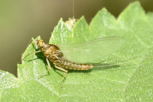 Réf. 333 231 : Serratella ignita
