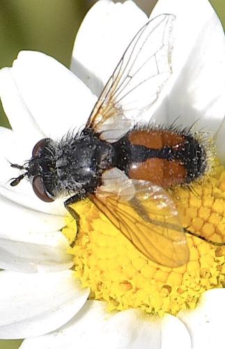 Réf. 333 399 : Besseria sp.