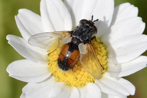 Réf. 333 346 : Besseria sp.