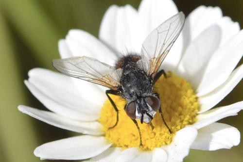 Réf. 333 347 : Besseria sp.