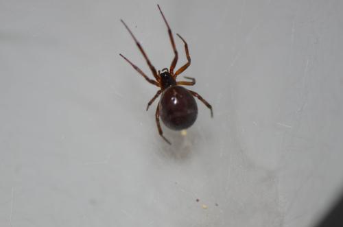 Steatoda sp.