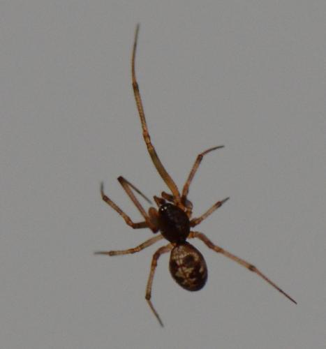 Réf. 333 501 : Steatoda triangulosa