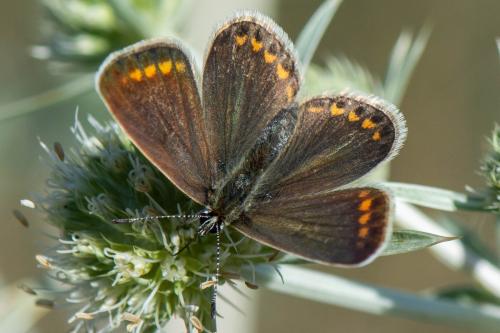 Réf. 333 168 : Polyommatus icarus