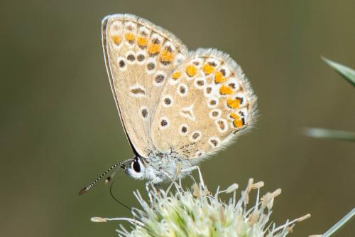Réf. 333 169 : Polyommatus icarus