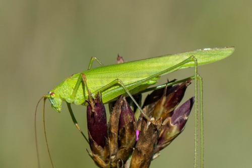 Réf. 333 188 : Phaneroptera falcata