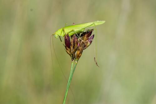 Phaneroptera falcata