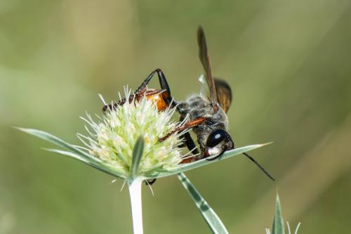 Sphex funerarius