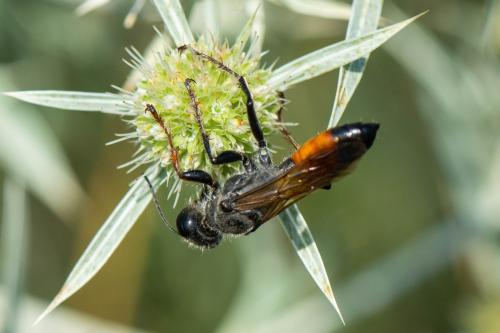 Réf. 333 411 : Sphex funerarius