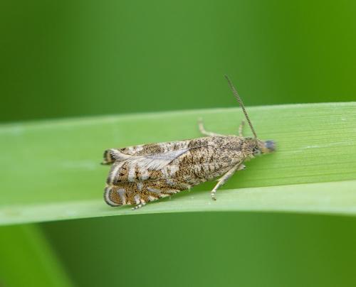 Réf. 333 286 : Dichrorampha sp.