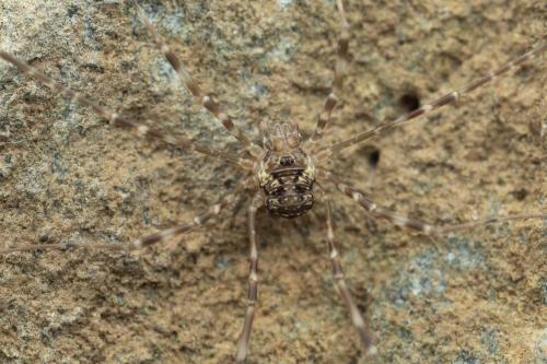 Réf. 333 045 : Dicranopalpus catariegensis
