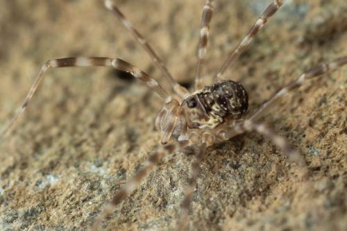 Dicranopalpus catariegensis