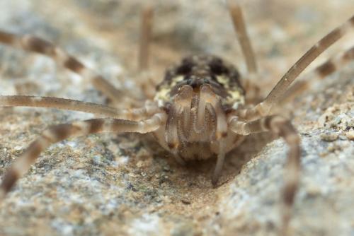 Réf. 333 047 : Dicranopalpus catariegensis