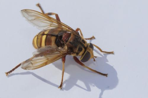 Réf. 333 054 : Milesia crabroniformis