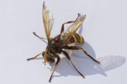 Réf. 333 055 : Milesia crabroniformis