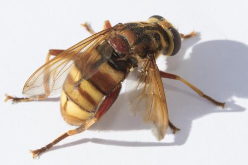 Réf. 333 056 : Milesia crabroniformis