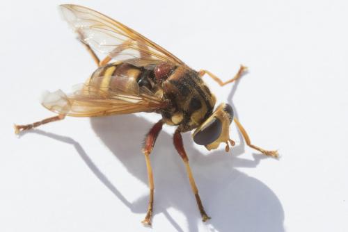 Milesia crabroniformis