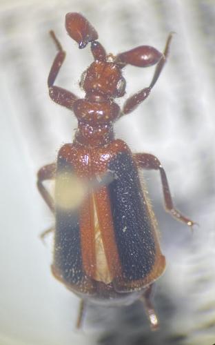 Paussinae