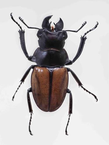Odontolabis gazella gazella