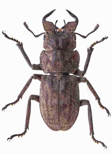 Réf. 333 105 : Eulepidius luridus