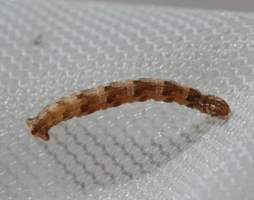 Eupithecia sp.