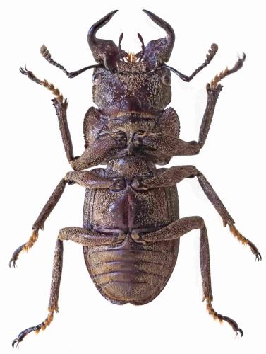 Réf. 333 106 : Eulepidius luridus