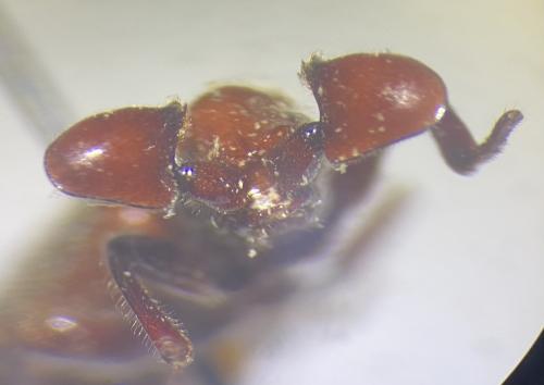 Paussinae